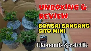 UNBOXING & REVIEW BONSAI SANCANG SITO MINI BELI ONLINE
