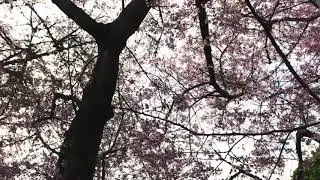 Cherry Bloosom Show at Cornwall Park 2019
