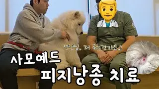 선생님.. 저 죽는건가요..? 피지낭종 제거하기 #samoyed