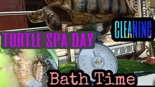 Tortoise bath time/ turtle spa day/ Cleaning/  monthly weight monitoring/ Vlog 11
