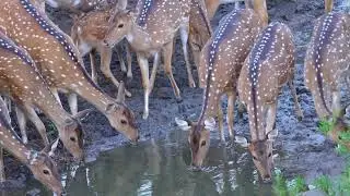 Wild Kerala An Eco Film By Geena Anoop