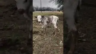 Longhorn baby calf!! #bar_m_longhorns #jewetttexas #shorts #texas #calf