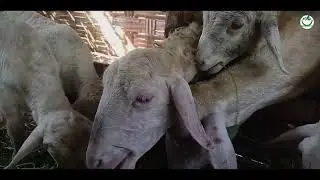 PANDUAN LENGKAP CARA TERNAK KAMBING GIBAS BAGI PEMULA AGAR SUKSES!