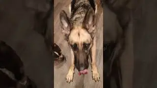 Bernie's Best Gets Doggo Seal Of Approval - Dog Supplements