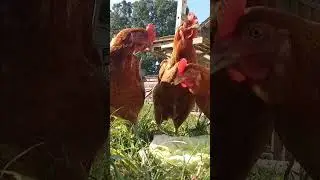 our chickens love fresh vegetables! #animals #shorts #fyp