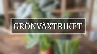 UNBOXING | Nya växter från Grönväxtriket
