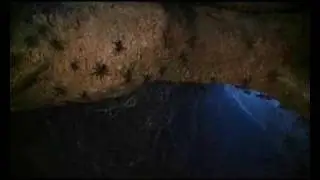 Boris The Spider