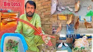 Teetar Breeding Progress ￼| Yeh Kia Ho Giya Chicks Is No More 😭￼