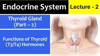 Functions of Thyroid Gland or Thyroid Hormones (T3/T4 Hormones) | Urdu/Hindi Lecture