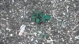 Raspberry Starts From Paul Gautschi's Back To Eden Garden - L2Survive with Thatnub