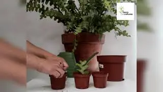 Bouturer l'Epiphyllum Anguliger