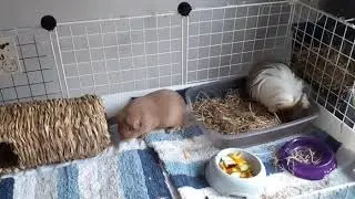 Guinea Pig Stacking 5x2 C&C Cage White