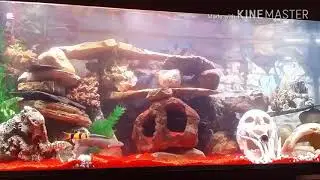 Aquarium Red Style Os-Ka - Snakehead & Co. Part 3