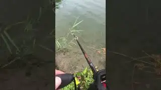 Average fishing experience 😭 #fishing #snoek #perch #baars #viral #trending metersnoek grote baars