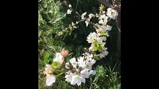 Plum- Prunus domestica