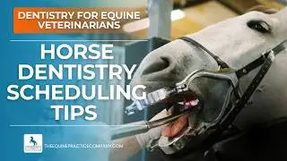 Horse Dentistry Scheduling Tips Every Equine Vet Must Know
