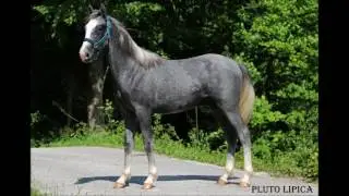 Lipizzan Stallion For Sale! Born in 2016
