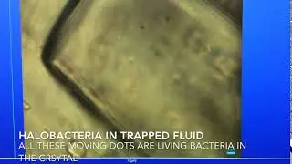 halobacteria from trona 1