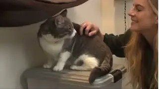 Frost Fund&rsquo;s Large Cat Transport | News Feature by KTNV