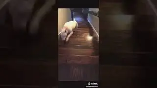 PERRO SALTA LAS ESCALERAS