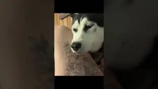 Husky saying no🤣😍