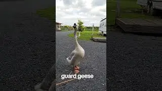 Protective Goose: The Ultimate Guard Bird!#guardgoose #goose #funnyanimals #petgoose