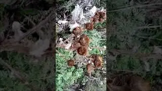 Interesting thistle spines in autumn 秋天有趣的蓟刺 Интересные колючки Чертополоха осенью 秋の興味深いアザミの棘 가을에 흥