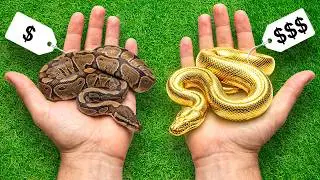 ⚠️IMPAGABLES⚠️ - PRECIOS DE ANIMALES (Animalia 2025)