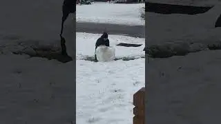 Building Frosty the Snowman #snowman #building #fun #noschool ￼