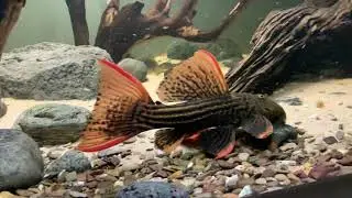 L25 Scarlet Cactus Pleco vs. XXL Leopard Sailfin Pleco - who&rsquo;s the boss?