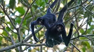 Colombian Spider Monkey (ပင့်ကူ မျောက်) Japan, Kumamoto