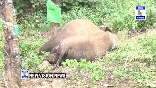 NEW VISION NEWS