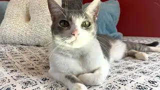 Adopt Cedar from Rural Animal Rescue Effort