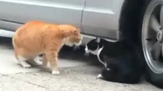 Talking Cat Turf War