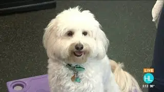 Watch Tex learn new tricks with Stephanie Bennett from Believe In Dog Training | HOUSTON LIFE | ...