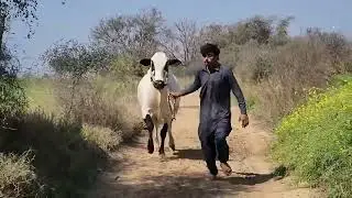 Very Dangerous  Dhani Bull