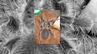Lasiodora difficilis HD picture slideshow 002