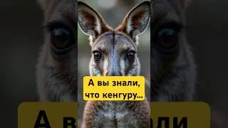 А вы знали, что кенгуру... 