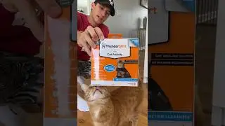 Do Cat Anxiety Vest Work? 😿 #viral