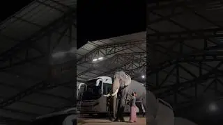 TWO KOMBAN'S IN ONE FRAME 🐘📈🔥 #kombanholidays #touristbuslover #elephant #shortsfeed #shorts #viral