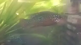#trending #Red jewel crown 👑 cichlid