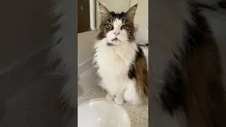 Luna Speaks Fur Bathroom Water 😲 #catsdailylife