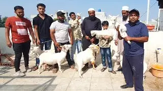 Solapur Ka Nayaab Saukh | Bantam Ka Breeding Setup Gulam Bhai Maharashtra.