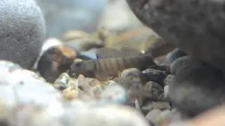 Nuptial male bluebreast darter fights