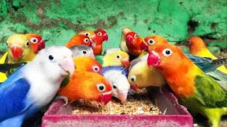 FEEDING MY COLORFUL LOVEBIRDS IN THE AVIARY