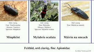 Feithid, ord ciar&oacute;g, fine Apionidae insect americana elegans destructor quercus olla oryzae aeneus