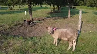 Drone Herding #Drone #calf #cowboy #1stperson 