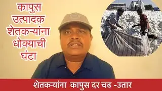 कापुस उत्पादक शेतकऱ्यांना धोक्यात घंटा Today cotton market rate 