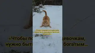 Красивым, богатым или котом 😼❄️ #shorts