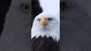 The Silent Guardian of the Jungle ##EagleEyes #EagleShorts #NatureCloseUp #MajesticEagle